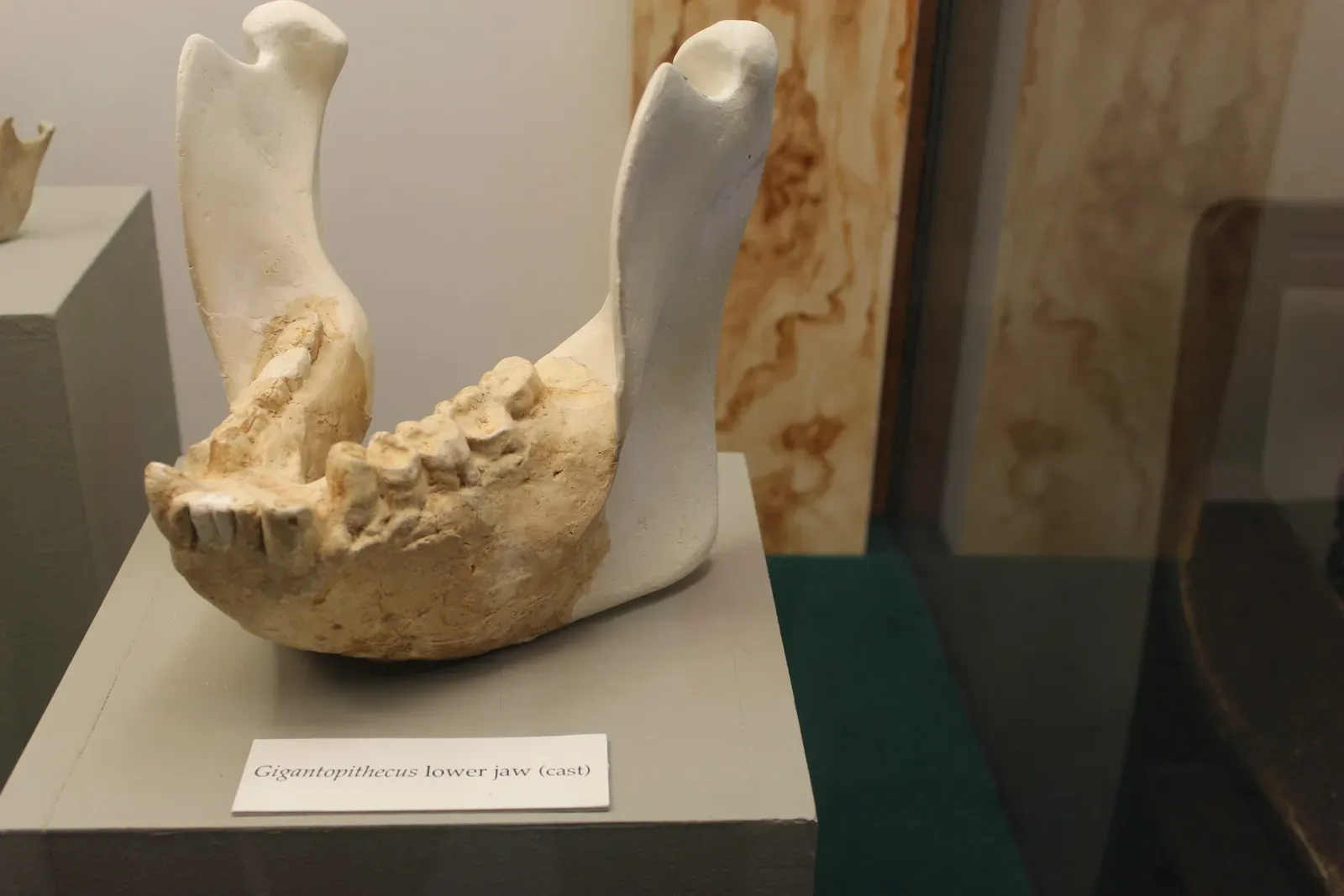 6. Gigantopithecus: The "Real" Yeti We Basically Know Nothing About (By Jonathan Chen, CC BY-SA 4.0)