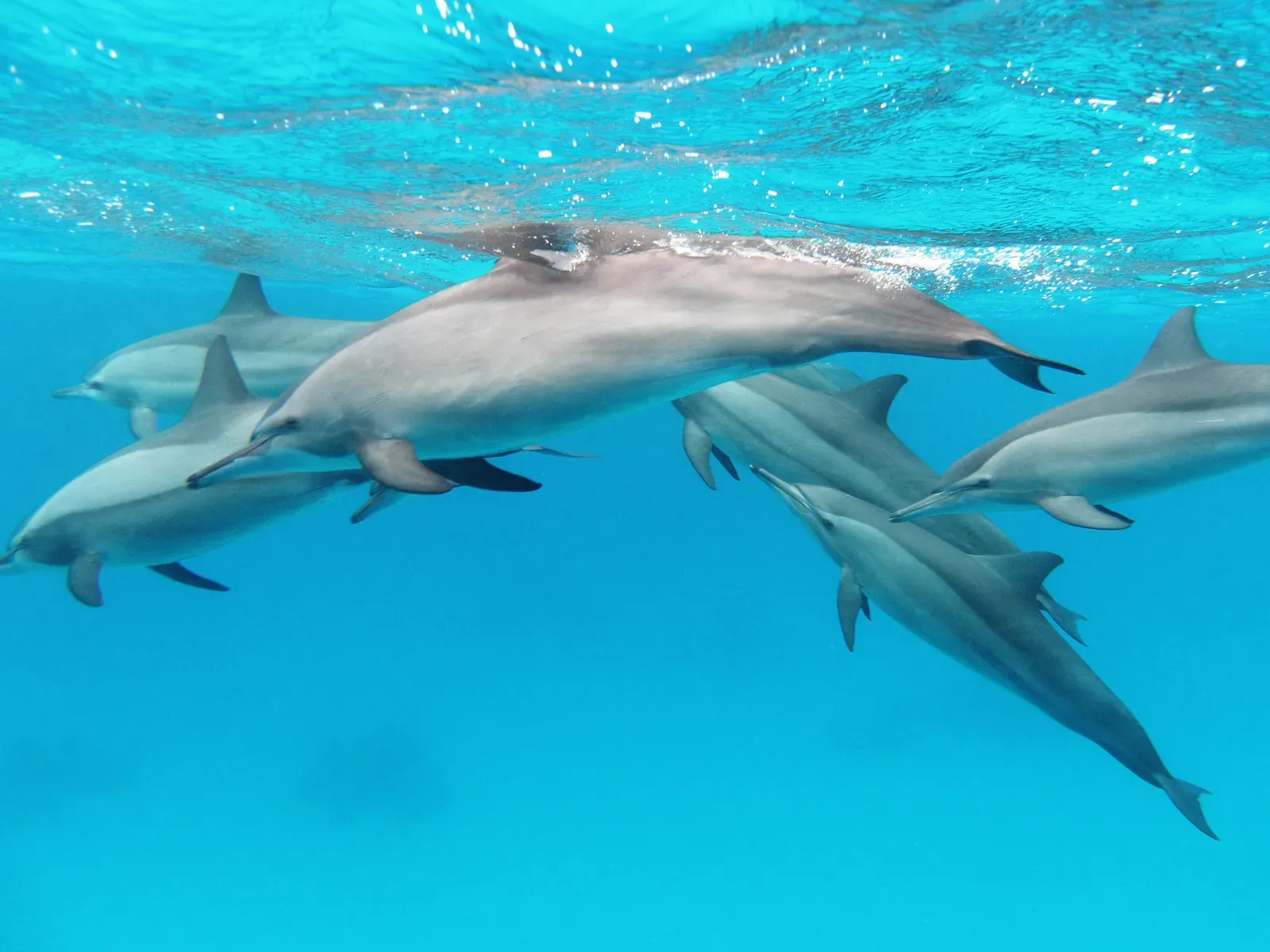 Gemini – The Dolphin (By Alexander Vasenin, CC BY-SA 3.0)