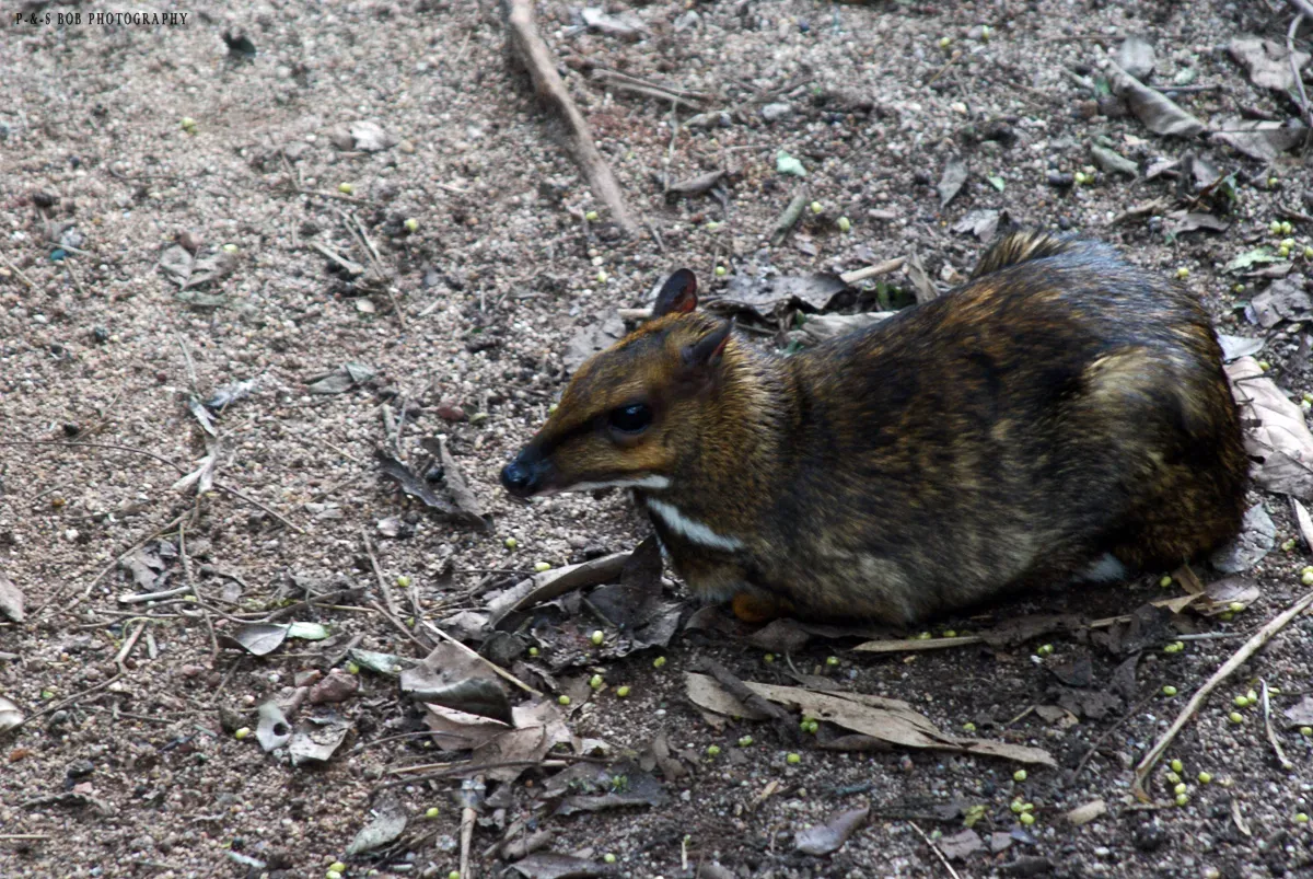 #10 - The Deer-Like Creature Caught On Camera After 30 Silent Years (originally posted to Flickr as Lesser Mouse Deer (Tragulus javanicus), CC BY 2.0)
