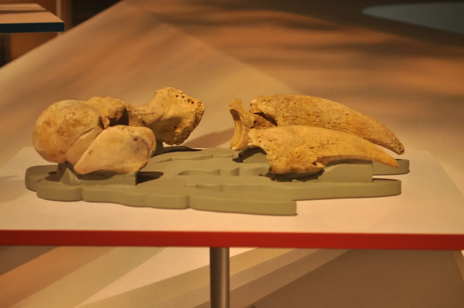 #12 - Ancient People Carved Tools and Ornaments From Fresh Sloth Bones (Photo by Joe Mabel, CC BY-SA 3.0)