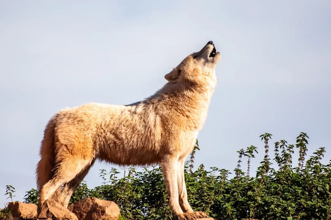 The Wolf Teaches You About Your Wildest Instincts (Image Credits: Unsplash)