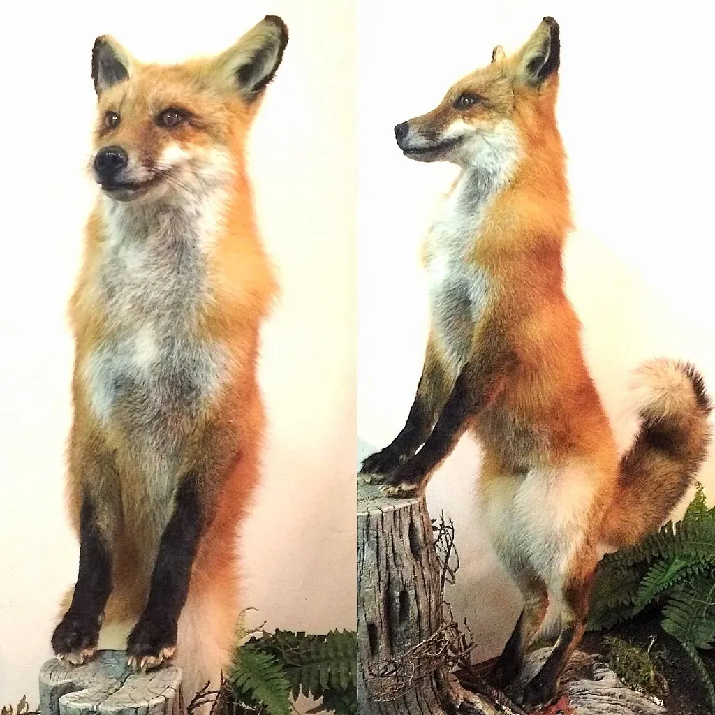 The Deep Roots of Anthropomorphism (brooklyntaxidermy, Flickr, CC BY 2.0)
