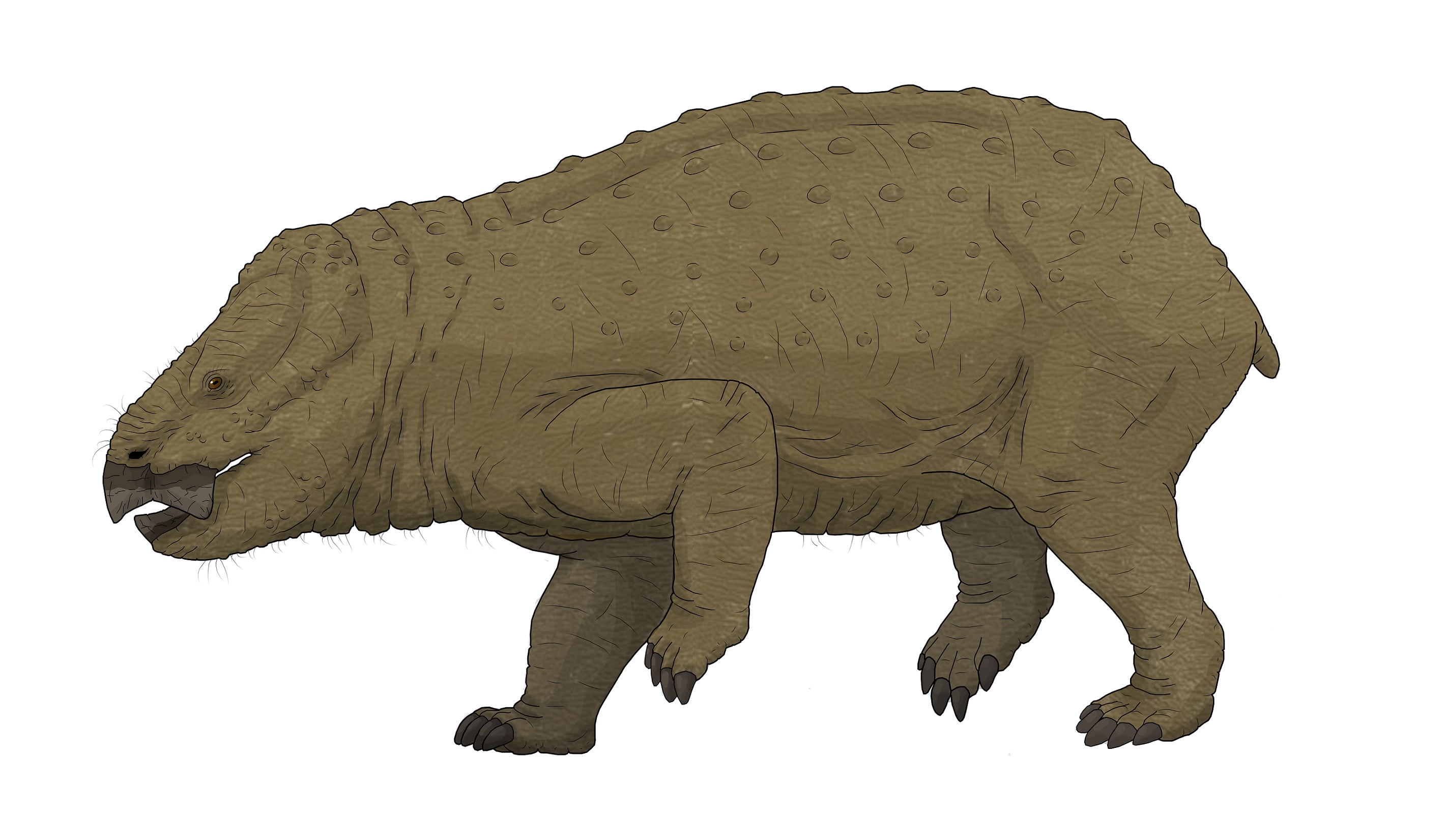 Unexpected Mammal Giants Challenge Size Assumptions (Image Credits: Wikimedia)