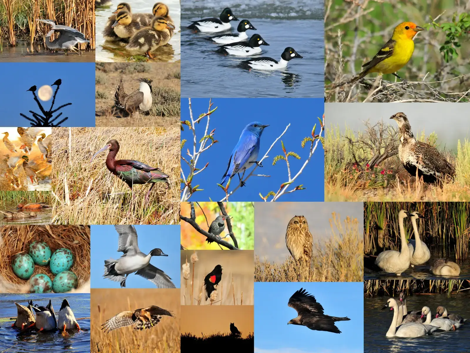 The Explosive Diversification: From Survivors to Rulers of the Sky (Bird Quilt, Public domain)