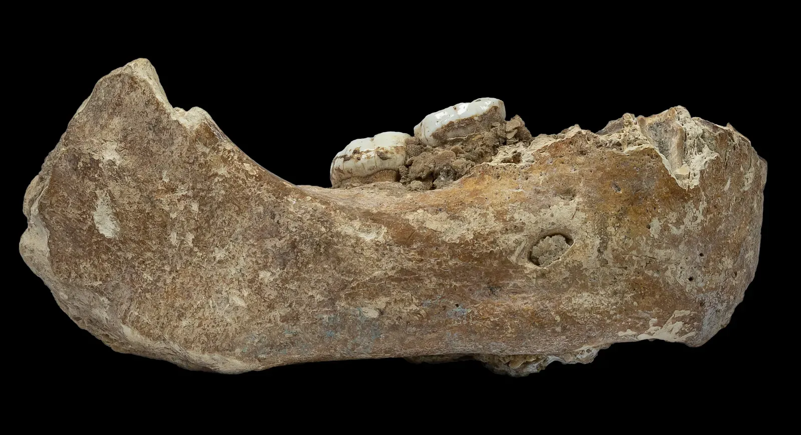 Conclusion: Tiny Fossils, Huge Questions About Who We Really Are (By Dongju Zhang, CC BY-SA 4.0)