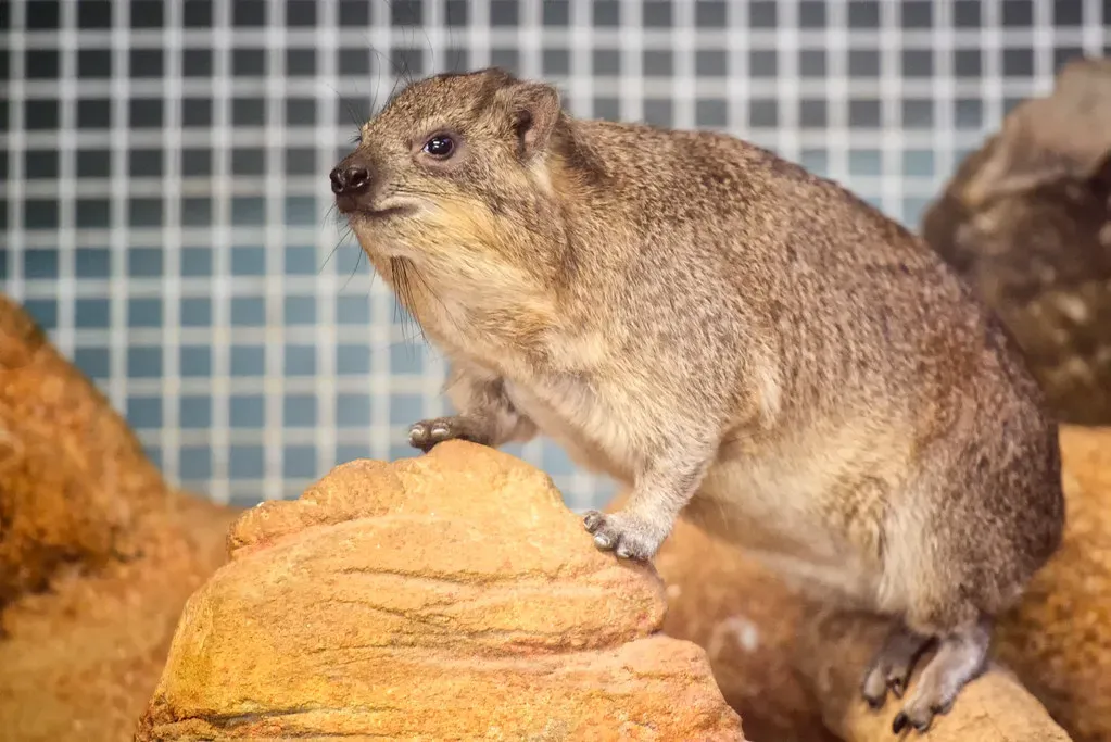 Rock Hyraxes Have Been Dragging Their Butts for Over 100,000 Years (Image Credits: Flickr)