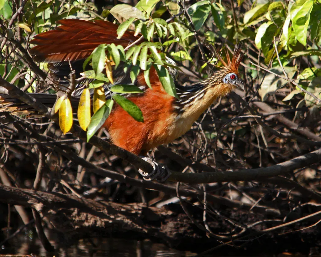 Baby Hoatzins Have Functional Claws On Their Wings (Image Credits: Flickr)