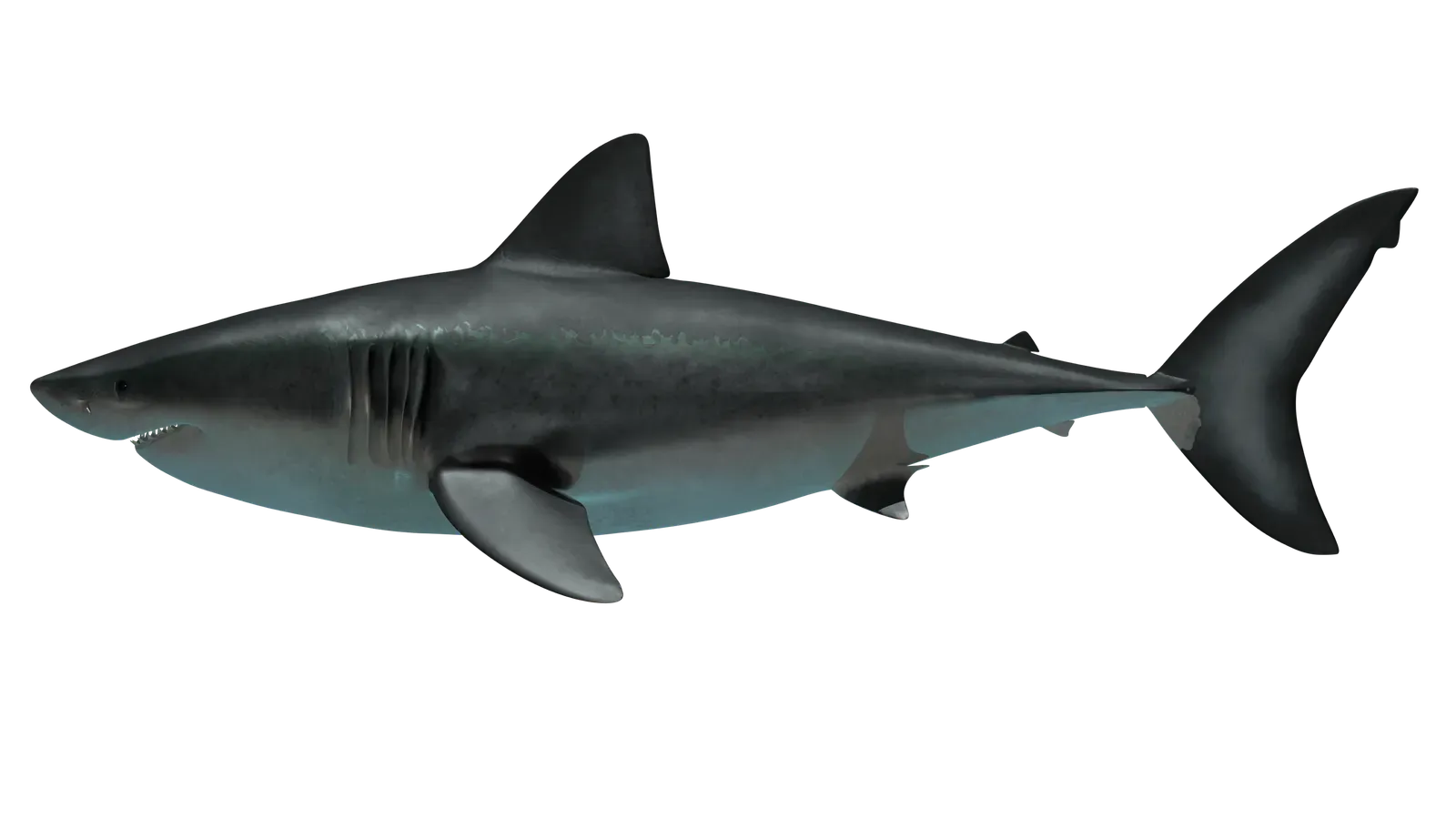 Lessons from a Lost Leviathan (Image Credits: Wikimedia)