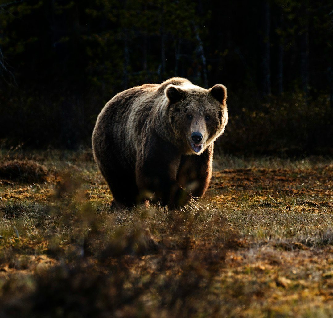 Aries: The Fearless Grizzly Bear (Image Credits: Unsplash)