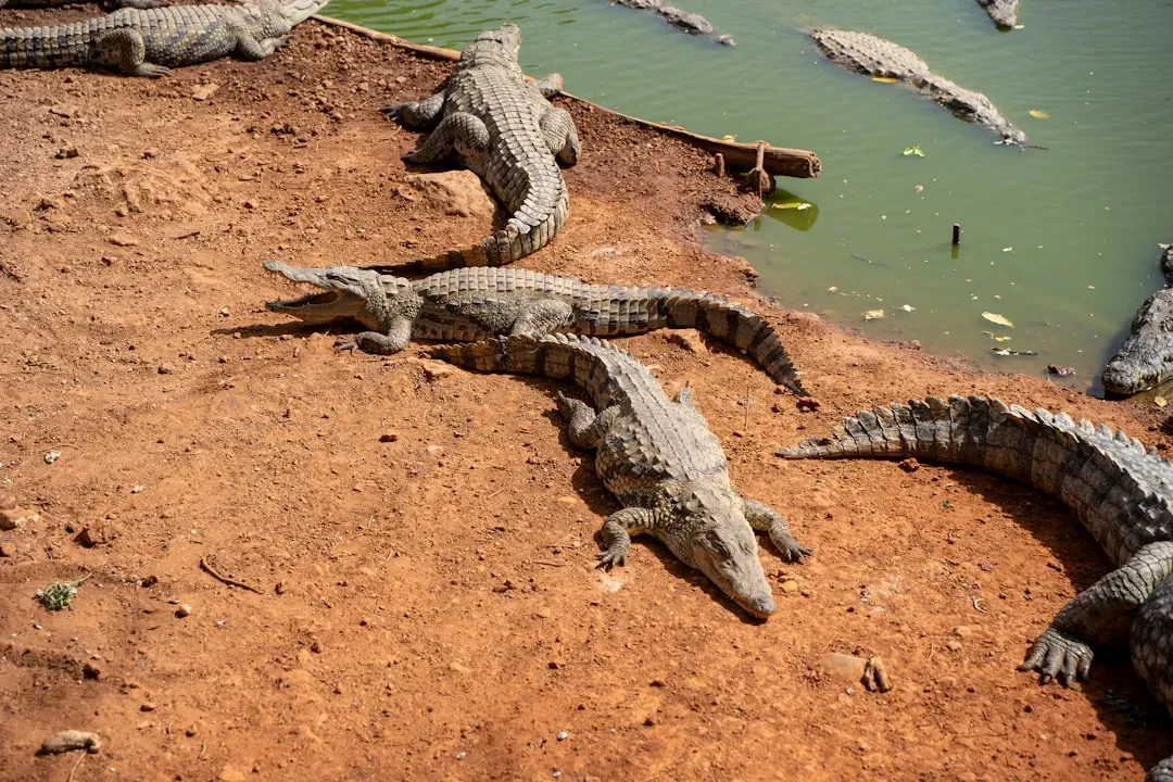 #8 - The Captive-Born Crocodiles That Refuse to "Go Home" (Image Credits: Unsplash)