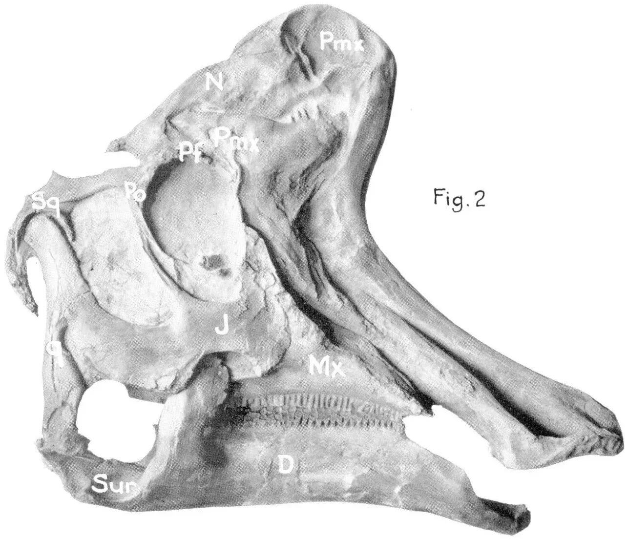 Skulls, Sinuses, and Crests: Reading the Bones Like Musical Instruments (Hooded hadrosaurs of the Belly River Series of the Upper Cretaceous; Musculature and functions in the Ceratopsia; Sternberg, C M; Russell, L S ; National Museum of Canada. National Museum of Canada, Bulletin 77, 1935, 53 pages, https://doi.org/10.4095/299139 (Open Access), OGL-C 2.0)