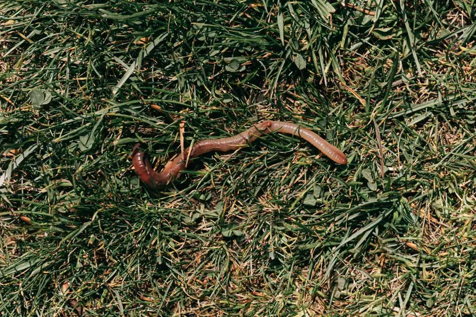 #5 - The "Cosmopolitan" Worm That Was Secretly Eight Species (Image Credits: Pexels)