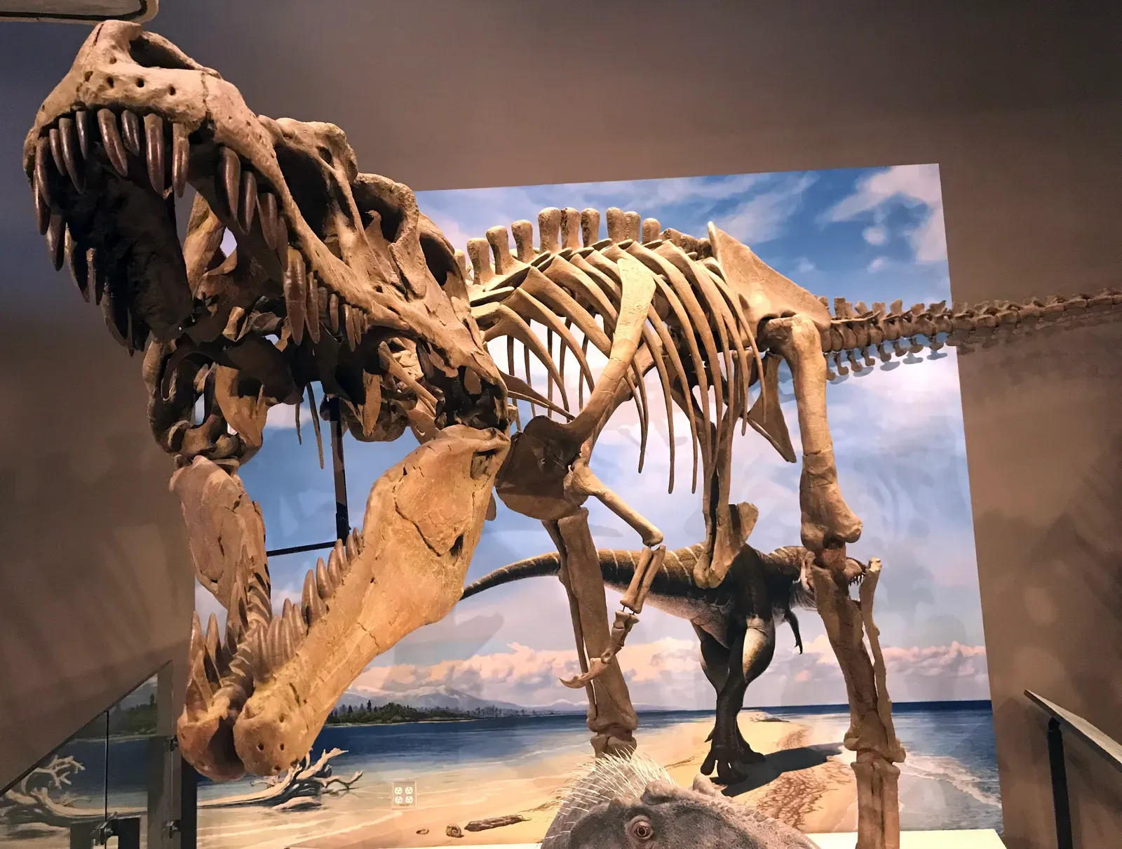 What Lythronax Reveals About Tyrannosaur Evolution (By ケラトプスユウタ, CC BY-SA 4.0)