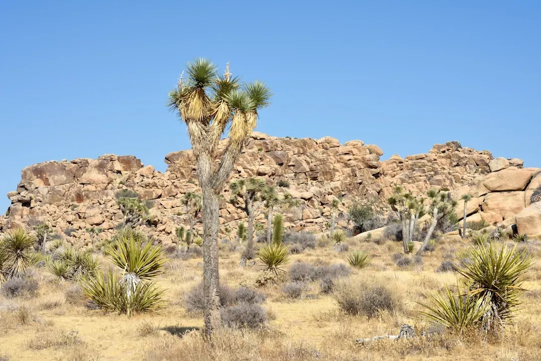 The Mojave Desert, California: Ancient Oceans Hidden in Dry Rock (Image Credits: Unsplash)