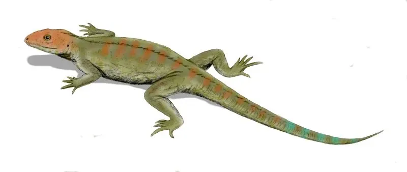 The Earliest Known Reptiles: Hylonomus and the Carboniferous World (By Nobu Tamura (http://spinops.blogspot.com), CC BY 2.5)