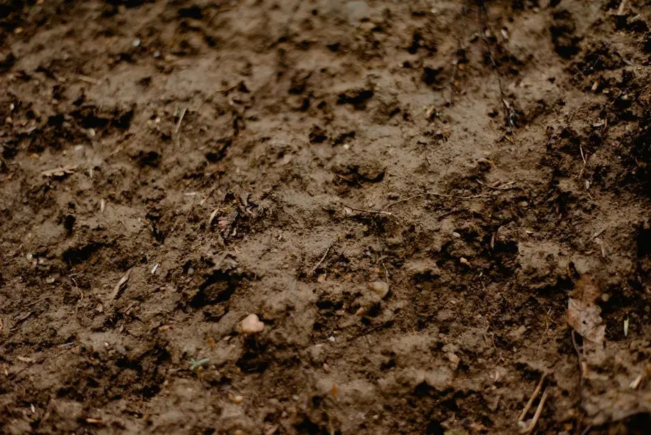 The Strange Comfort of Wet Earth: Why That Smell Hits So Deep (Image Credits: Pexels)