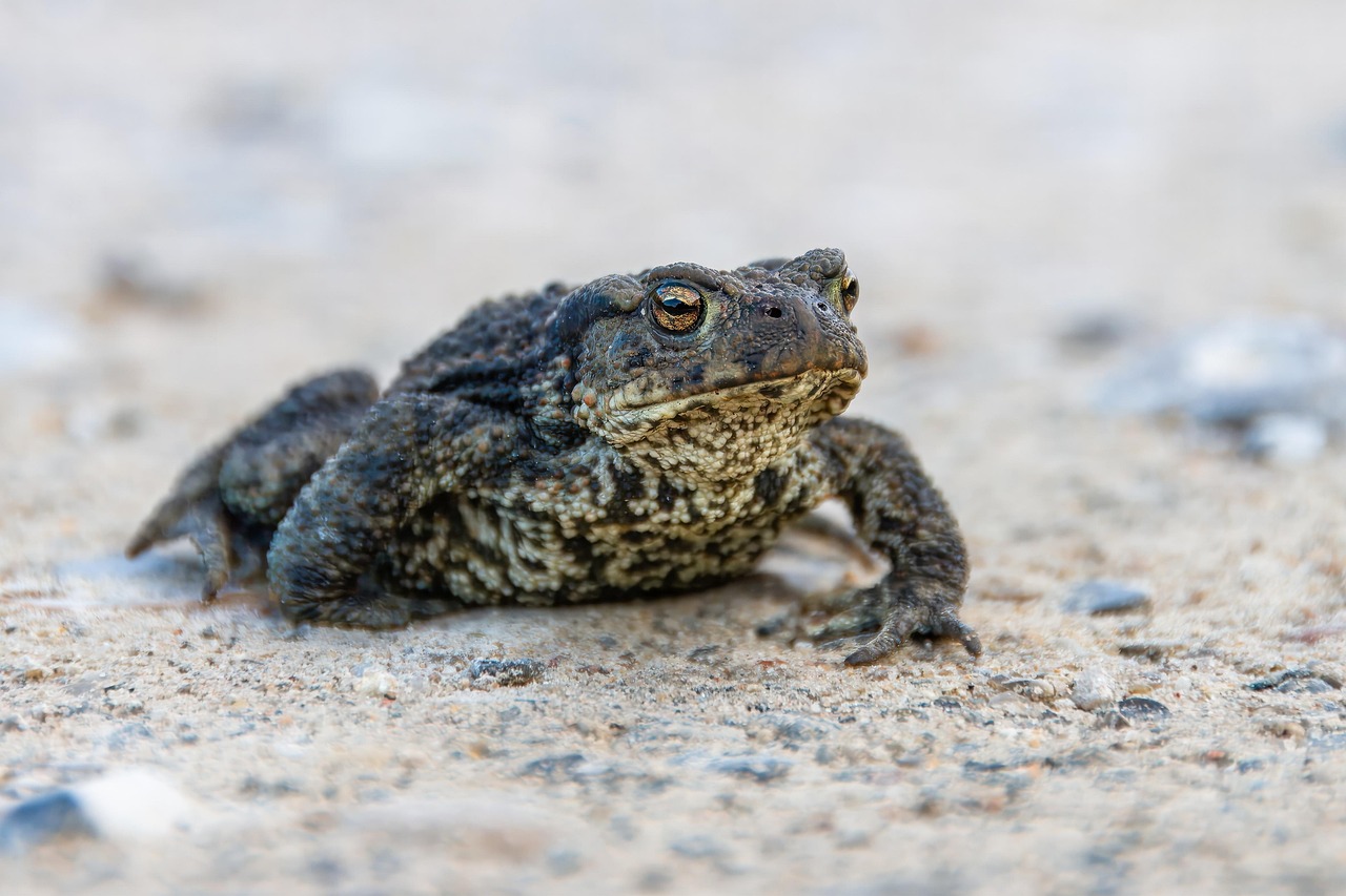 Amphibians: The Delicate Survivors (Image Credits: Pixabay)