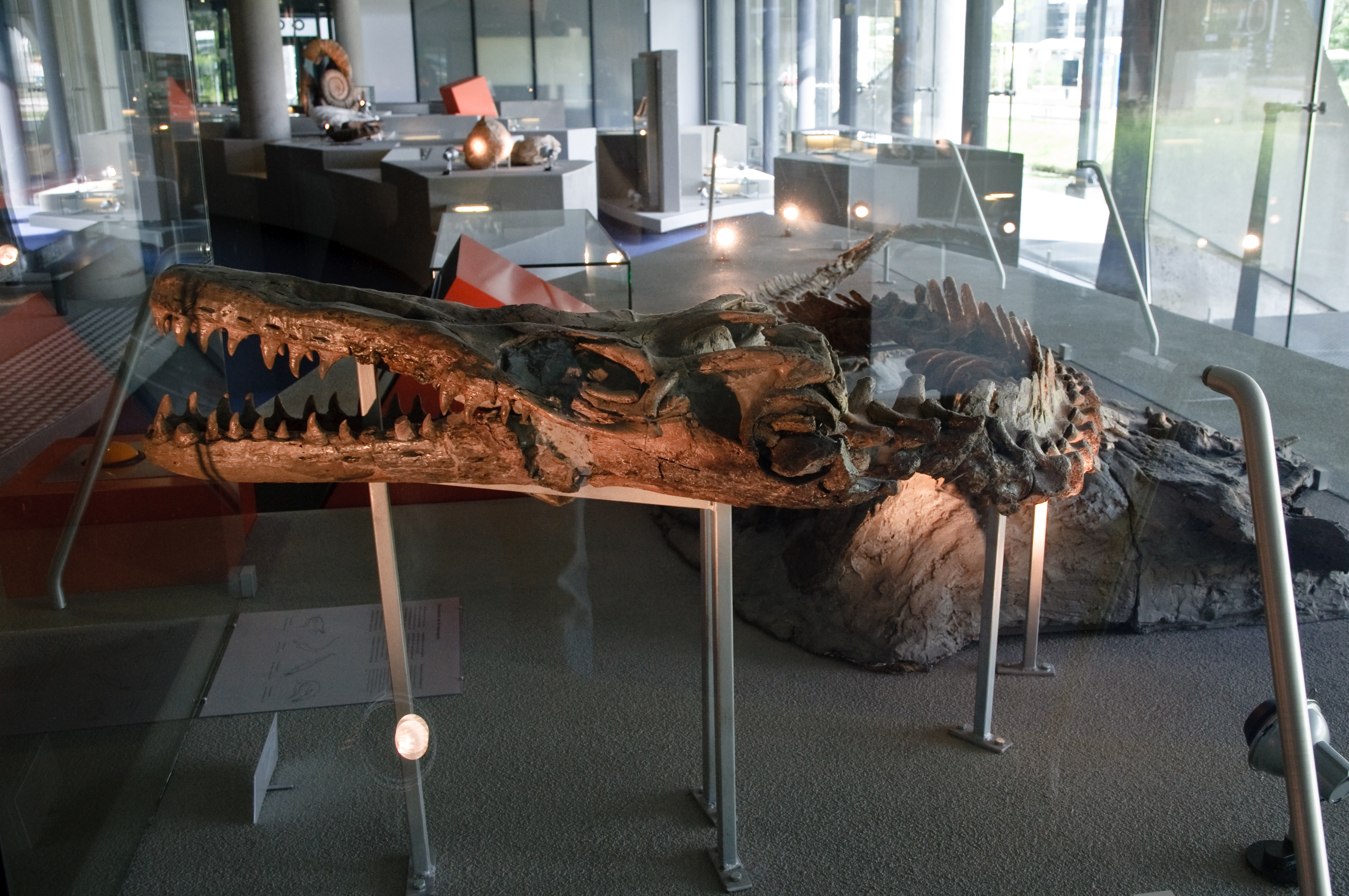 Understanding the Ancient Sea Dragon (Image Credits: Wikimedia)