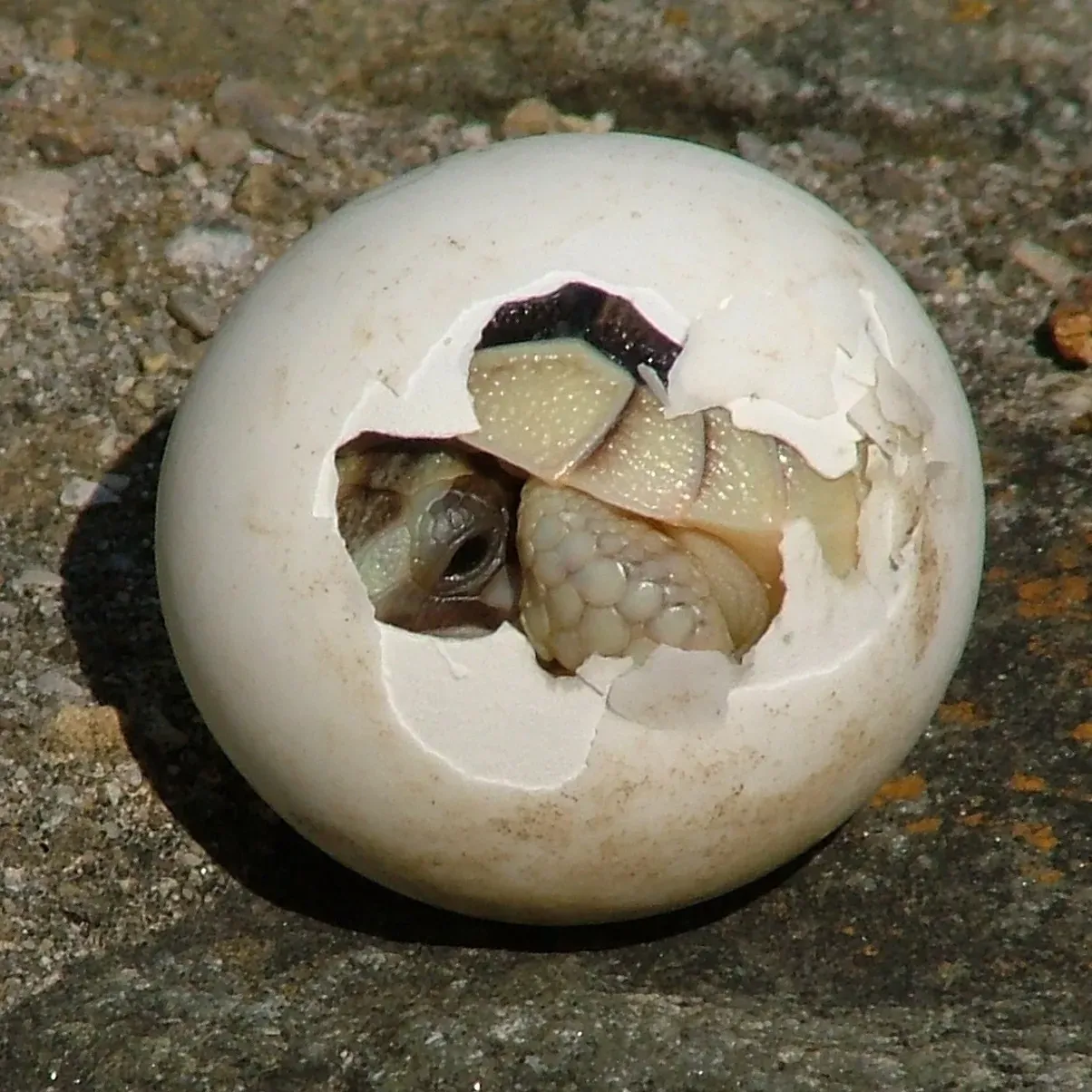 The Amniotic Egg Revolution (Image Credits: Wikimedia)