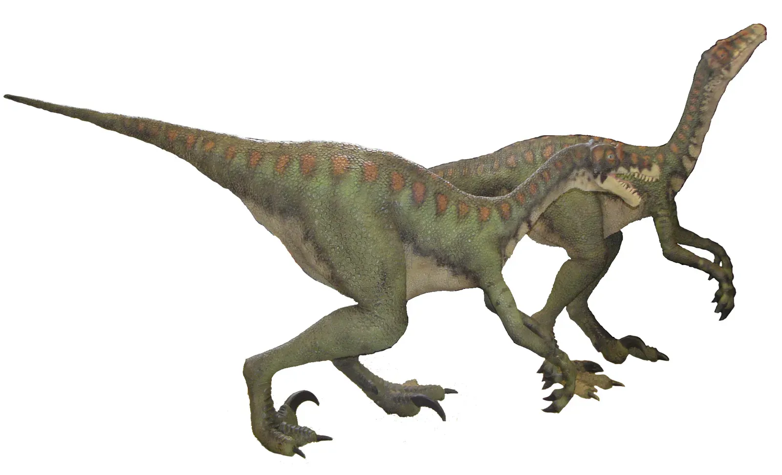 2. The Pack Hunting Raptor Myth Got Completely Dismantled (Image Credits: Wikimedia)