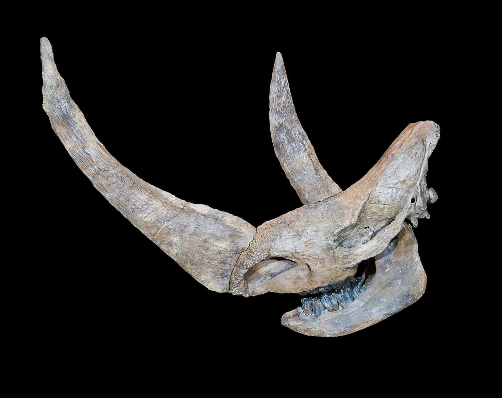 #12 - The Horn Was Mainly a Snow Shovel, Not a Weapon (Didier Descouens, 13 September 2010, CC BY-SA 4.0)