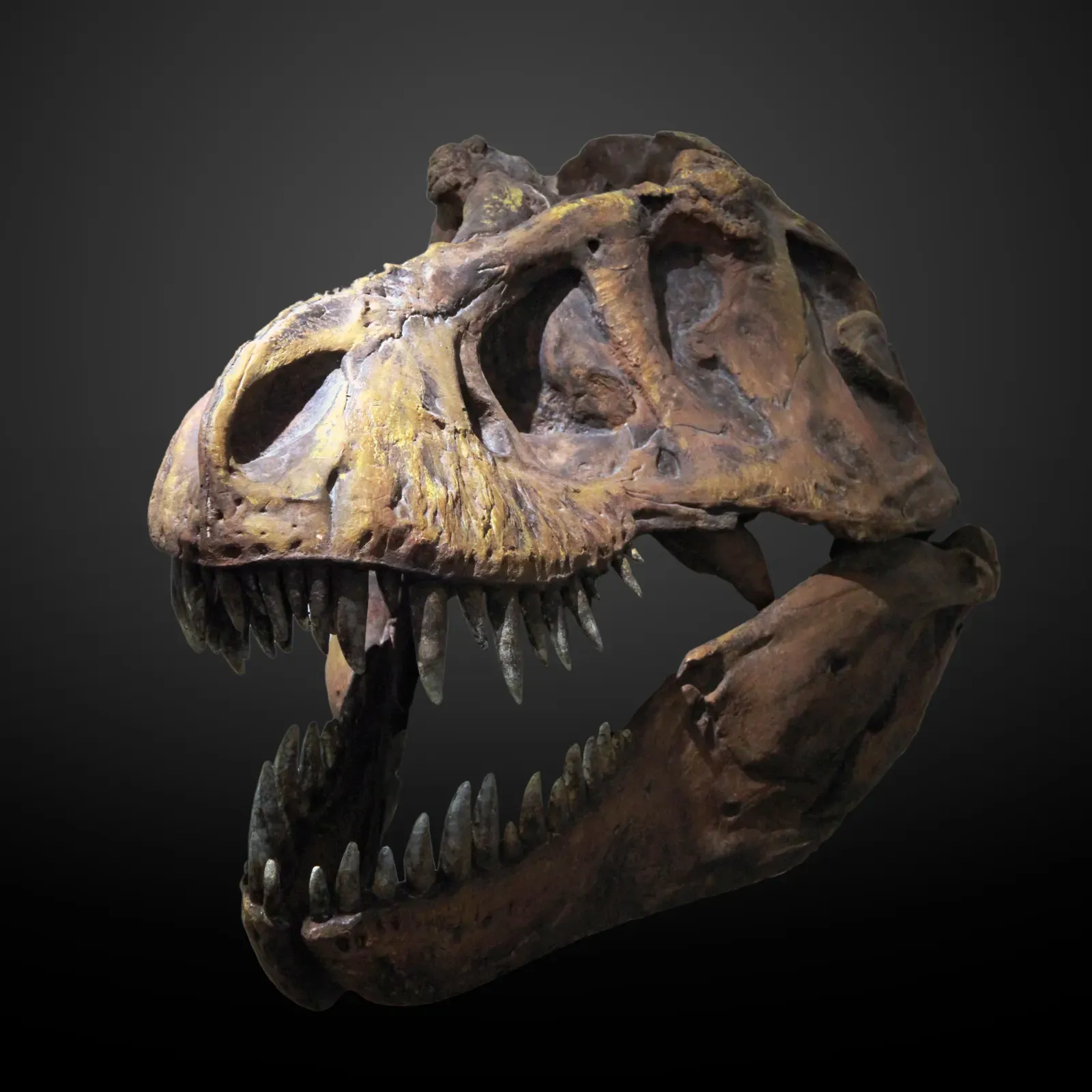 The Neuron Wars: Was T. Rex More Like a Monkey or a Lizard? (By Rama, CC BY-SA 3.0 fr)