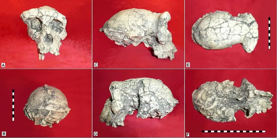 #15 - Sahelanthropus tchadensis: The Skull That Pushed Our Origins Back 7 Million Years (By Oryctes, CC BY-SA 3.0)