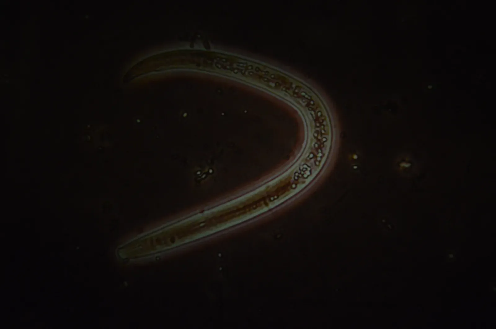 #17 - A Worm That Shouldn't Be Alive Where It Was Found (By Sharadch, CC BY 4.0)