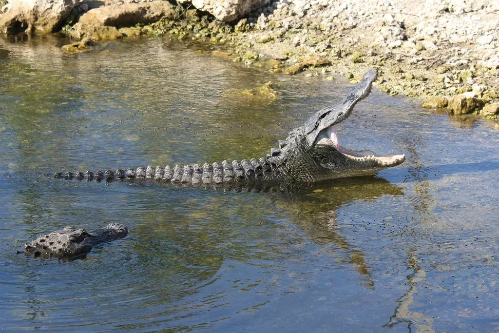 Alligators: The Suburban Crocs With Deep-Time Credentials (kitmasterbloke, Flickr, CC BY 2.0)