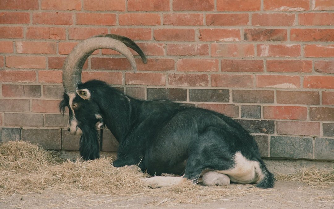 The Goat: Needy and Helpless (Image Credits: Unsplash)