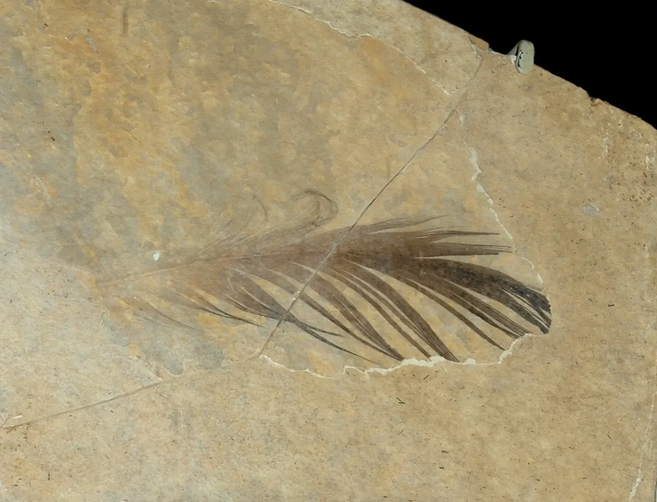 #5 - The Isolated Feather Scandal It Helped Resolve (Oligocene featherUploaded by FunkMonk, CC BY 2.0)