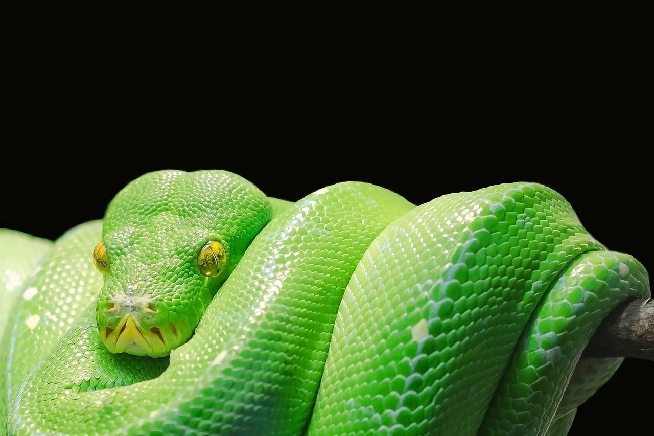 The Snake: Sly and Untrustworthy (Image Credits: Pixabay)