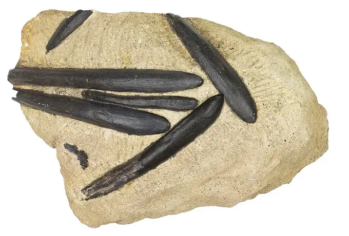#12 - Diplodocus lacustris: The Dinosaur That Existed for 130 Years on a Handful of Teeth (By Smithsonian Institution, CC0)