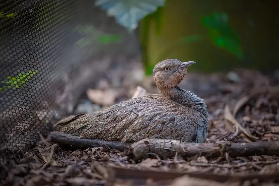#6 - Moa's Closest Relative Is A Tiny Bird That Can Fly (Image Credits: Pexels)