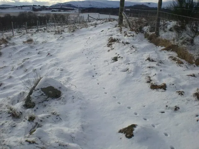 3. Subtle Weather Forecasting Written In Footprints (From geograph.org.uk, CC BY-SA 2.0)