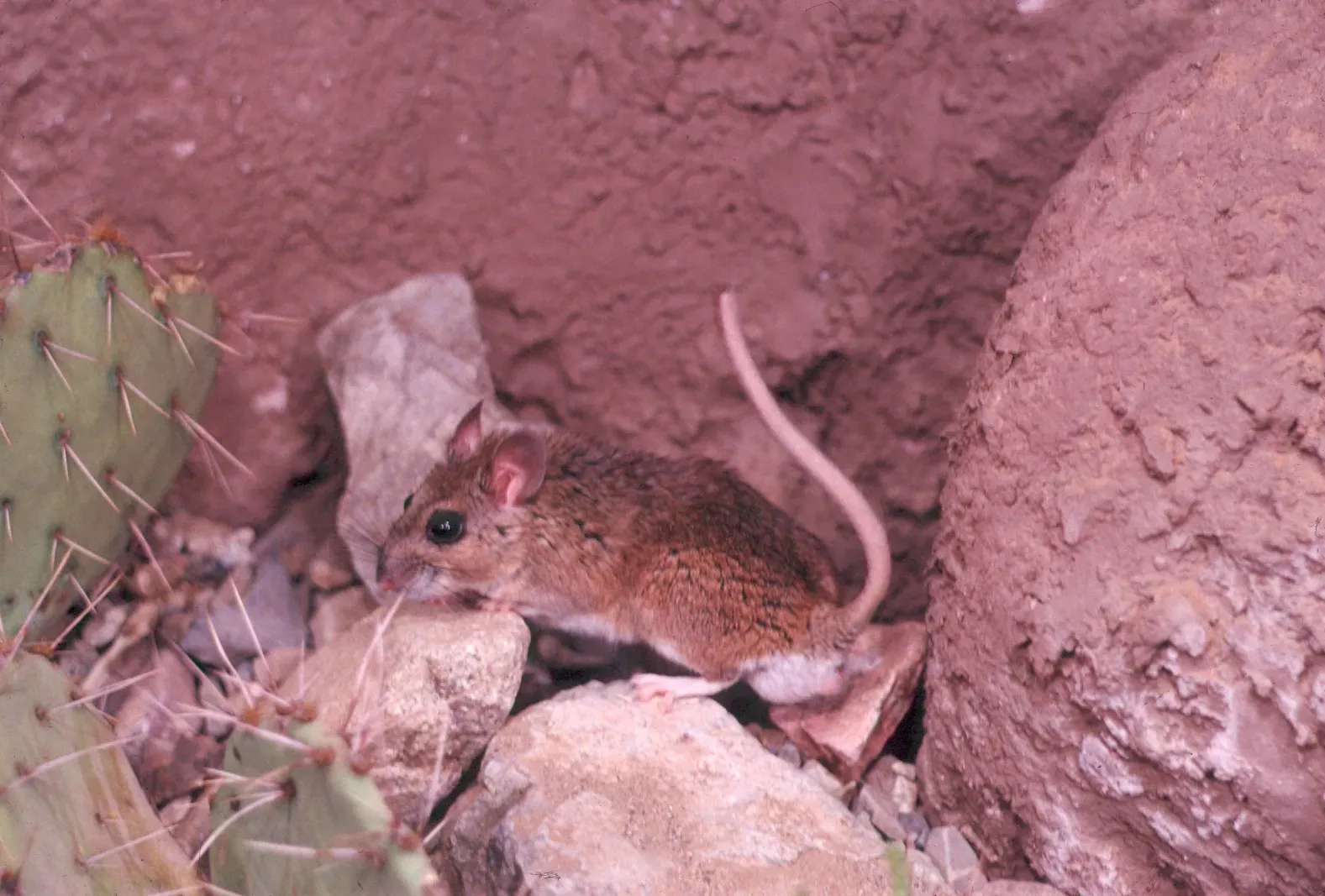 Packrat Middens: The Most Unusual Climate Archives You've Never Heard Of (This file was contributed to Wikimedia Commons by Colorado State University Libraries as part of a cooperation project. The donation was facilitated by the Digital Public Library of America.
Record in source catalog
DPLA identifier: c5b97cfd04427153c08b4d3701929cad, CC BY-SA 4.0)