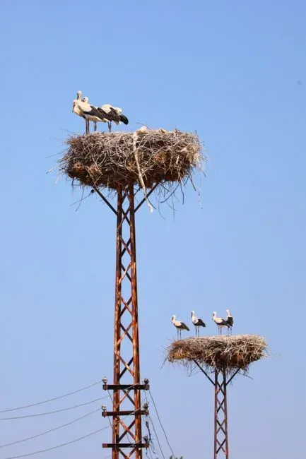 #14 A Nest Perched on High‑Voltage Transmission Towers and Power Poles (Image Credits: Pexels)