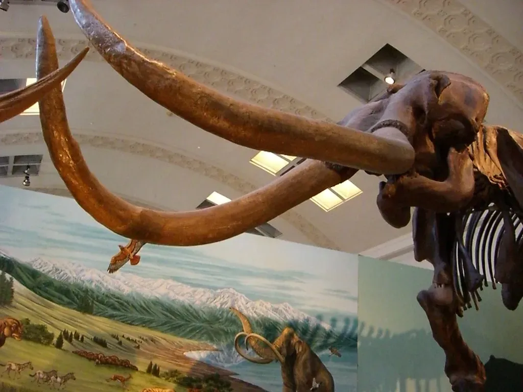 Those insane tusks were tools, weapons and life-long diaries (Aaron Gustafson, Flickr, CC BY-SA 2.0)
