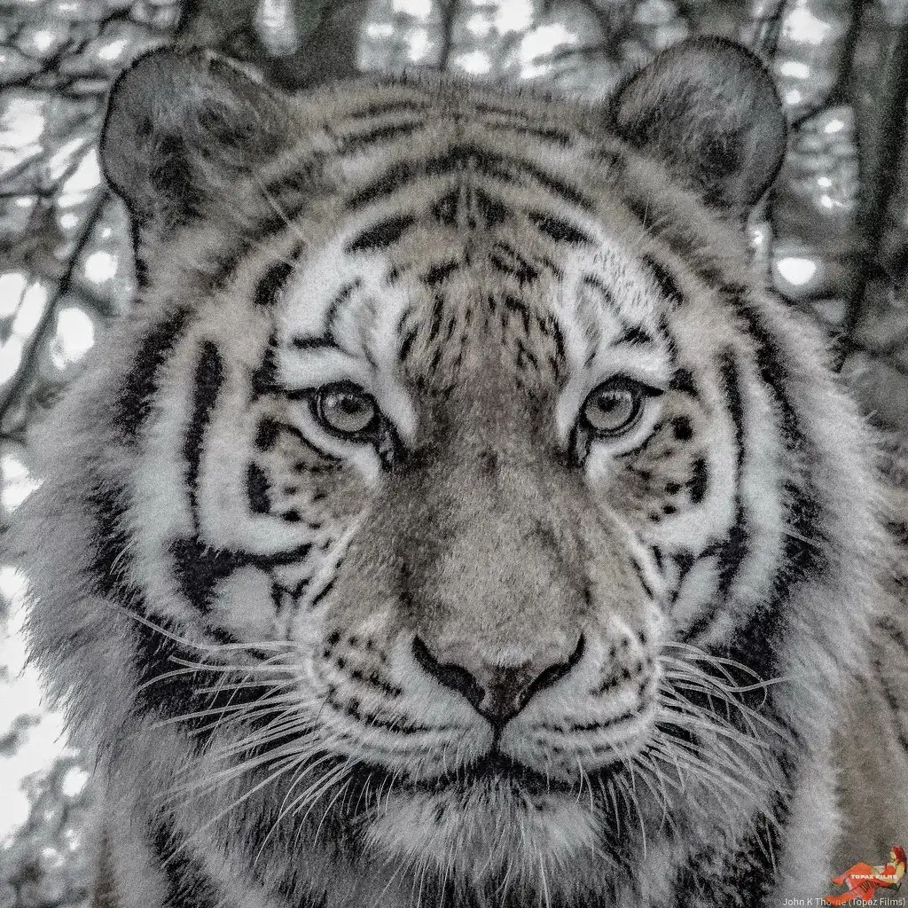 #7 - The Bali Tiger (Image Credits: Flickr)