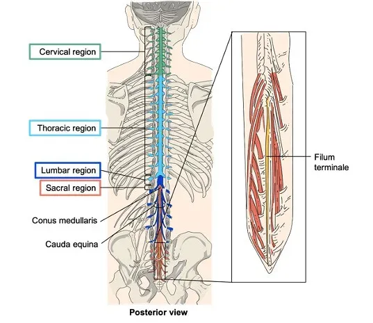 #10 - The Coccyx (Tailbone) (ASCCC Open Educational Resources Initiative, Flickr, CC BY 2.0)