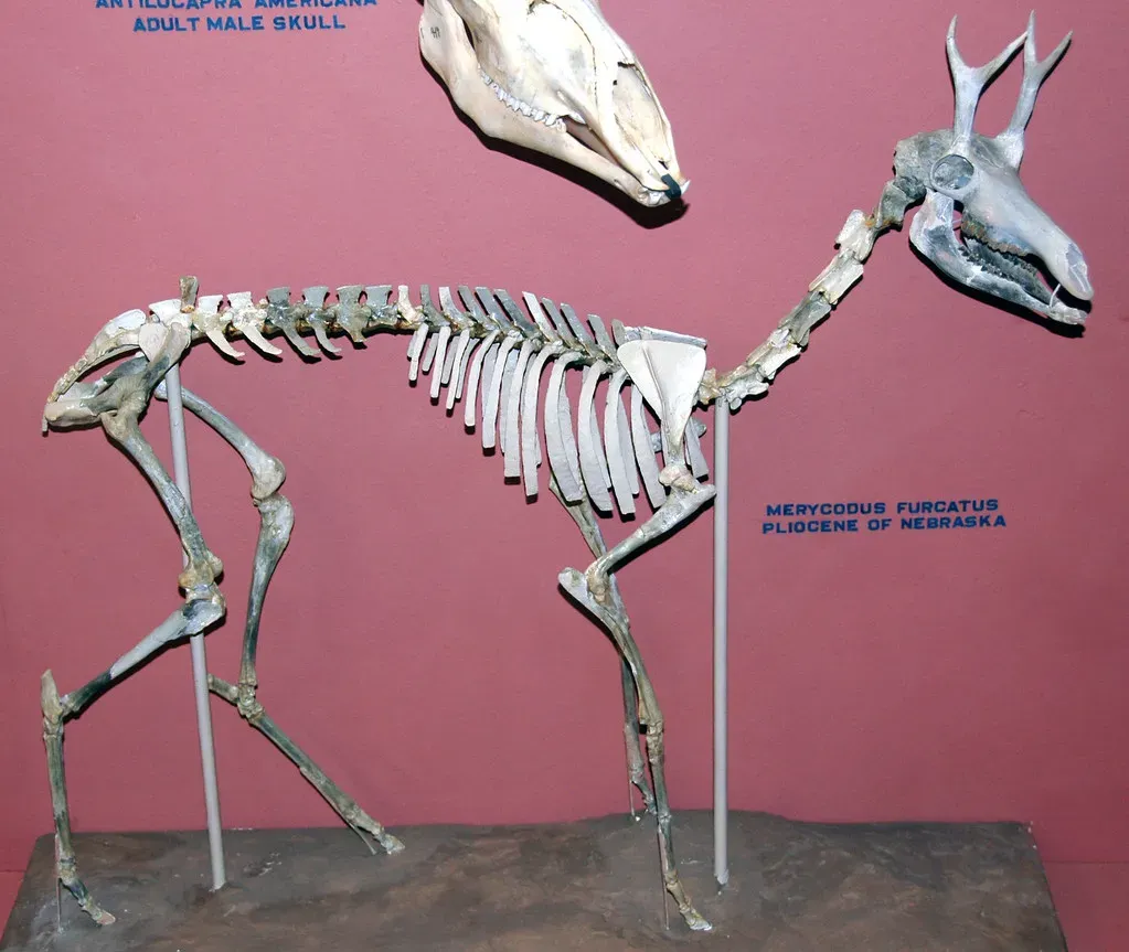 Built Like a Living Race Car: The Anatomy of Extreme Speed (James St. John, Flickr, CC BY 2.0)