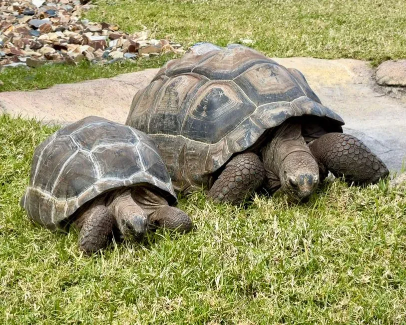 #14 - How Many "Ghost" Genomes Are Hiding in Living Tortoises (Image Credits: Pexels)
