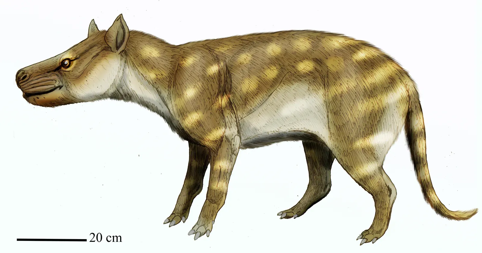 Generalists Outlasted Specialists (Image Credits: Wikimedia)