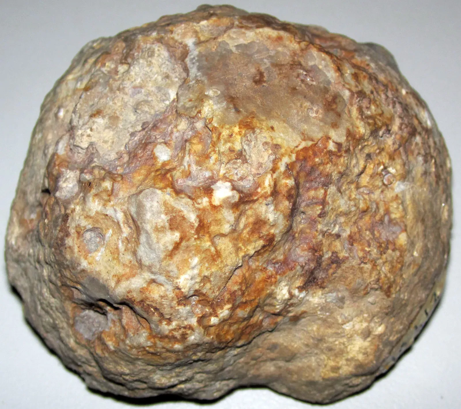 The Late Devonian Extinction: The Long, Drawn-Out Collapse of Ancient Seas (Stromatoporoid fossil (Columbus Limestone, Middle Devonian; Columbus, Ohio, USA), CC BY 2.0)