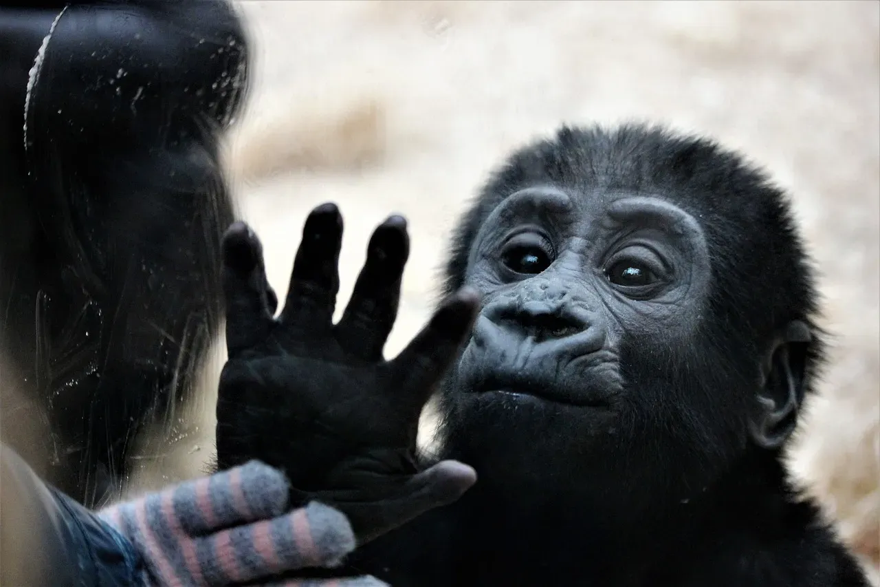 5. Primate Hands, Eyes, and the Leap to Flexible Intelligence (Image Credits: Pixabay)
