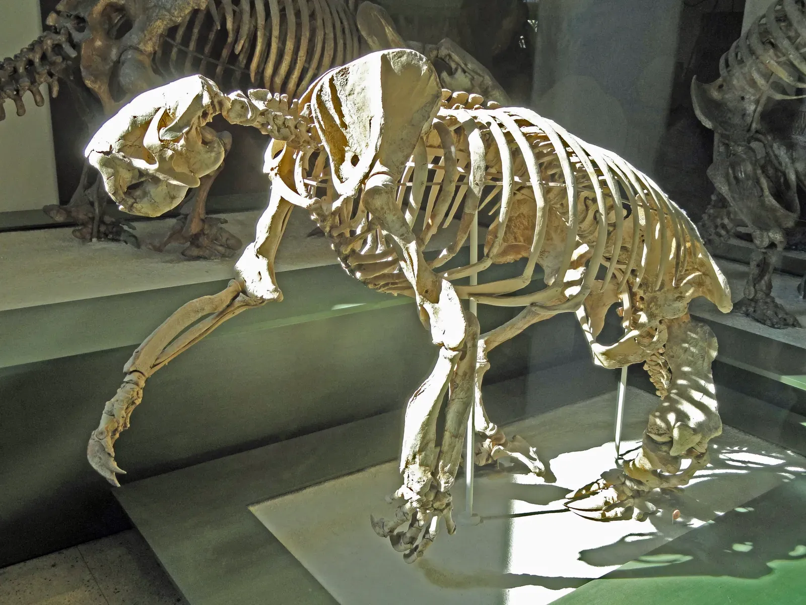 Ground Sloths That Could Look You in the Eye (Image Credits: Wikimedia)