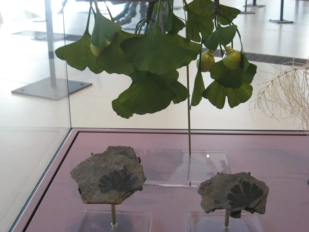 Leaves That Look the Same as They Did in the Jurassic (Museum Girl Sarah, Flickr, CC BY 2.0)