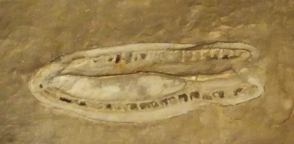 #16 - Kimberella, the Mollusk That Might Not Be One (By Ghedoghedo, CC BY-SA 3.0)