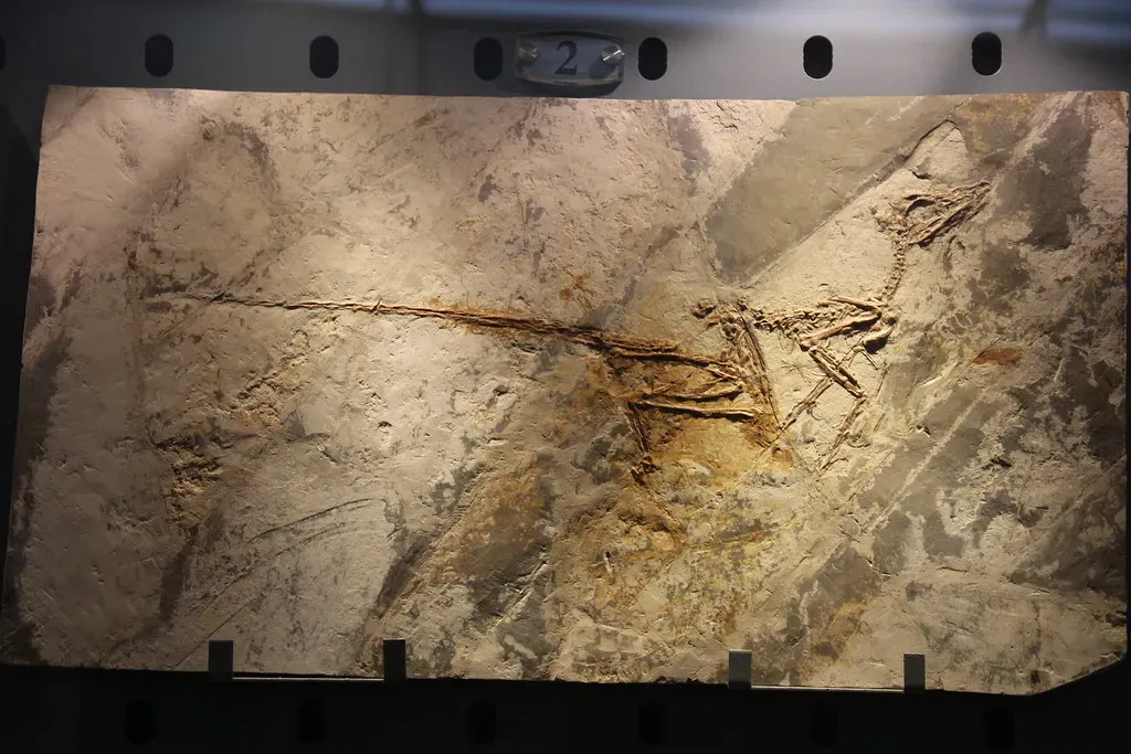 6. Microscopic Soft-Tissue Traces That Changed How You Think About Fossils (Image Credits: Flickr)