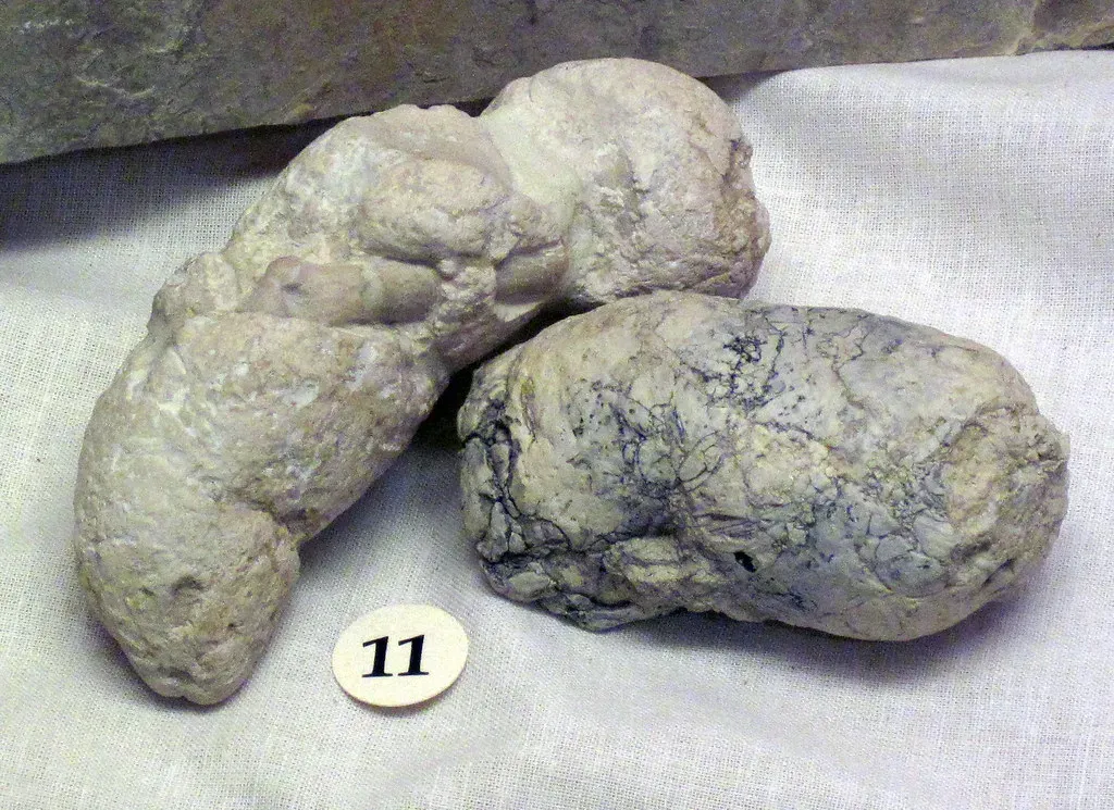 Coprolites: The Most Surprising Evidence of All (James St. John, Flickr, CC BY 2.0)